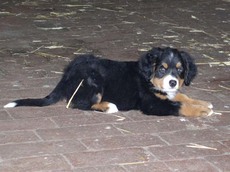 Berner Sennenhund_3.jpg